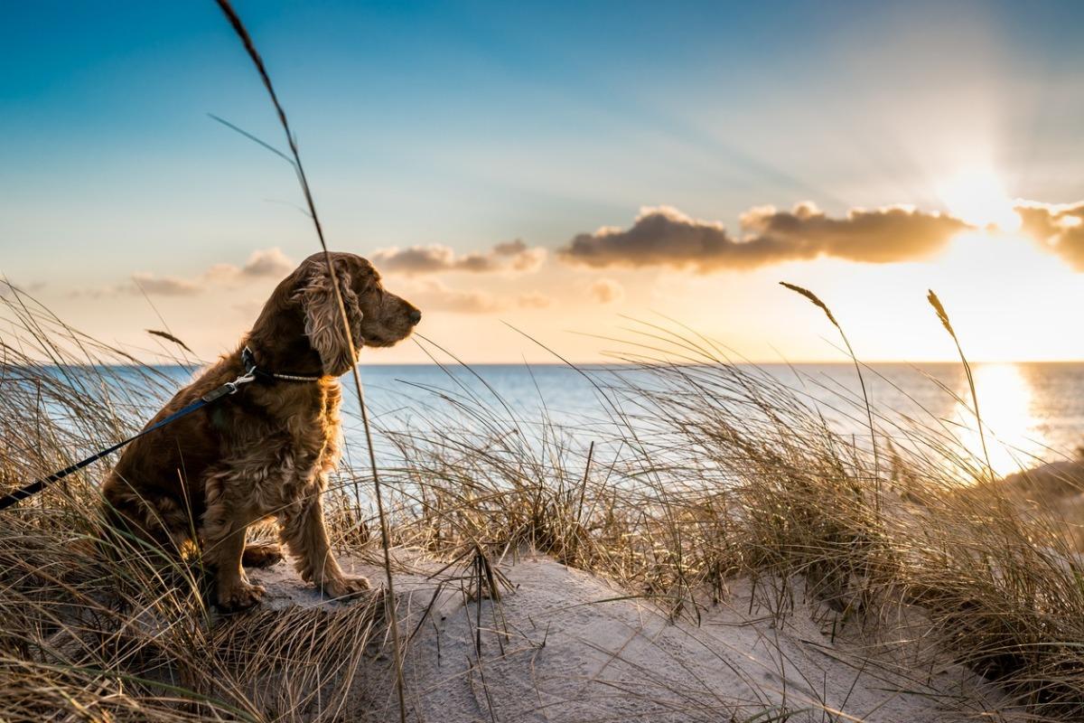 Happy dog enjoying a pet-friendly beach vacation on Hilton Head Island
